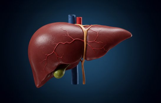 Liver