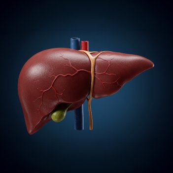 Liver